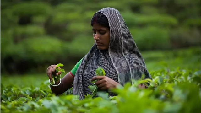 চা শ্রমিক।