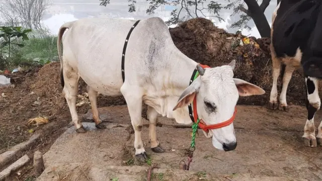 పుంగనూరు ఆవులు