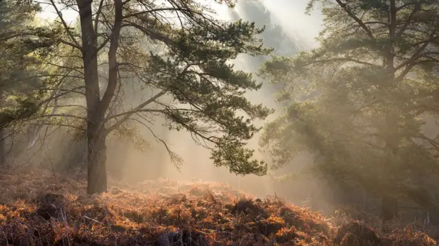 Эшдаунский лес полон поистине зачарованных мест...