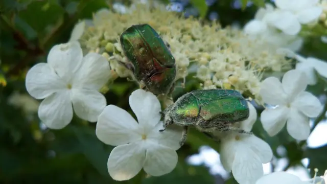 Тамара Абоймова, Уфа: "А так вот "цветет калина в поле у ручья".