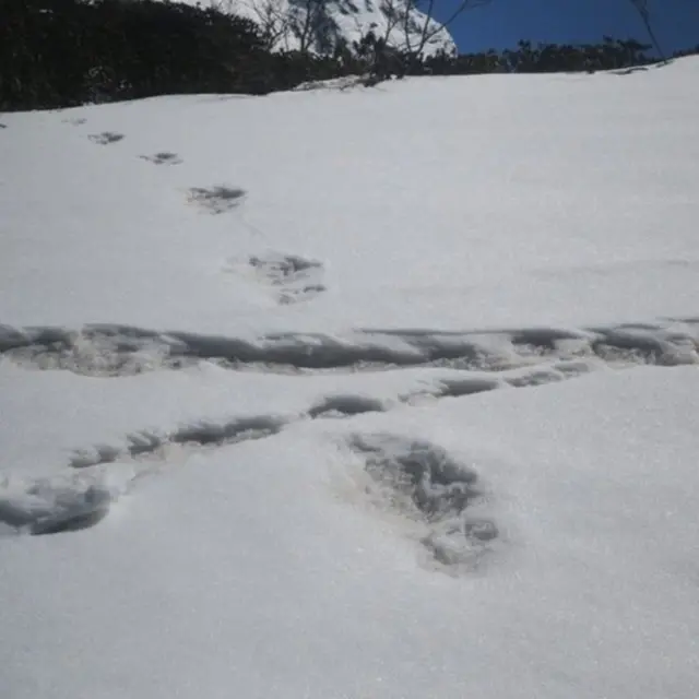 સેનાએ ટ્વિટર પર મૂકેલી તસવીર