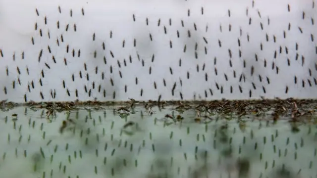 Mosquitos en agua