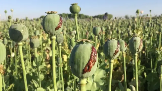 د کوکنارو کښت له ۱۹۹۴ کال راوروسته تر ټولو ډېر کم شوی.