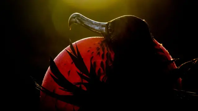 Magnificent-Frigatebird.