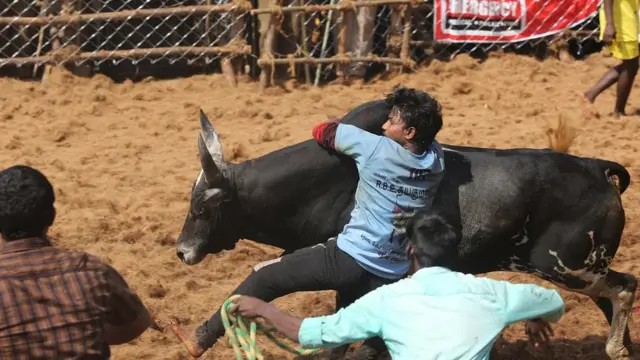 ஜல்லிக்கட்டு