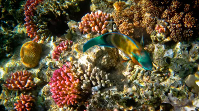 Червоне море