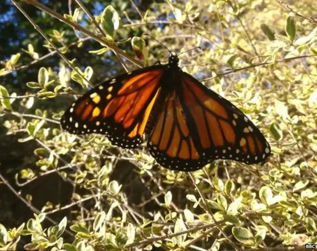 ਮੁਰੰਮਤ ਕੀਤੇ ਖੰਭ ਵਾਲੀ ਤਿਤਲੀ