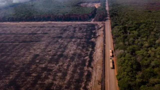تتناول الدراسة أسباب فقدان الأشجار بما في ذلك الاضطرابات الطبيعية