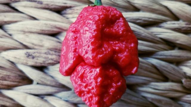 Carolina Reaper