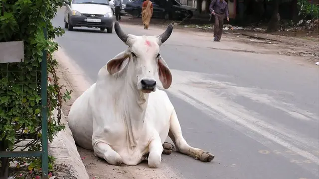 ગુજરાતમાં પશુઓમાં ફેલાતો રોગ કેટલો જીવલેણ?
