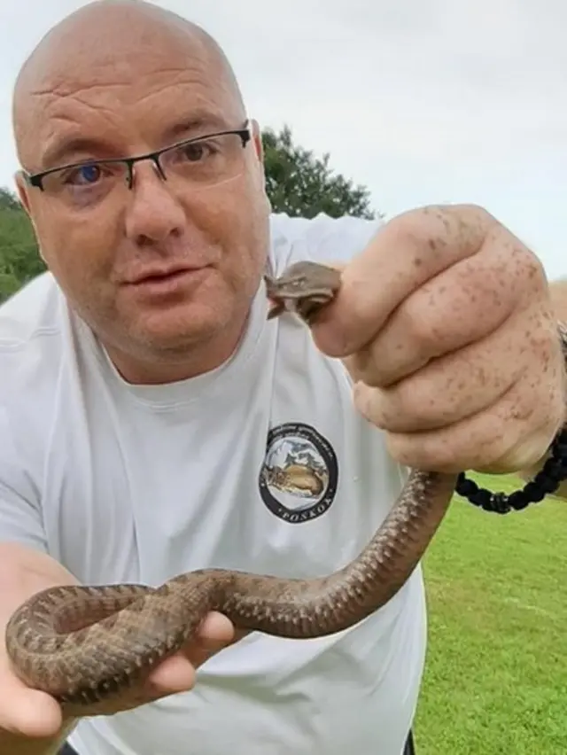 poskok, zmije. zmija