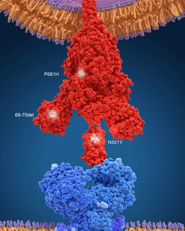 La nouvelle variante britannique de Covid-19 présente plusieurs mutations sur la protéine de pointe qui permet au virus de se lier aux cellules humaines