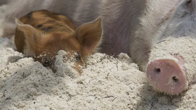 Cerda con cría durmiendo en la playa