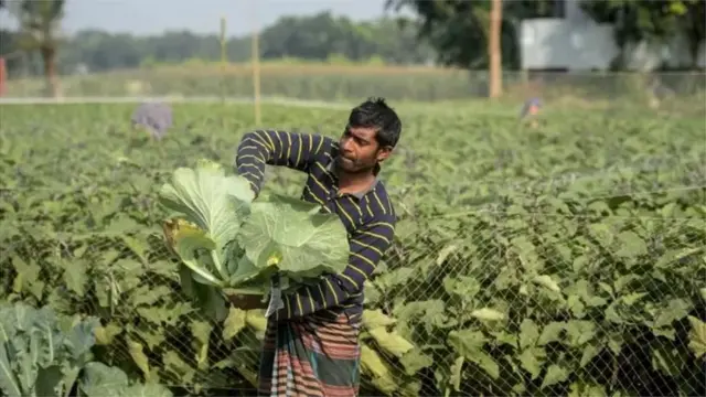 बांग्लादेश में अब साग सब्जियों का उत्पादन पहले की तुलना में बढ़ा है