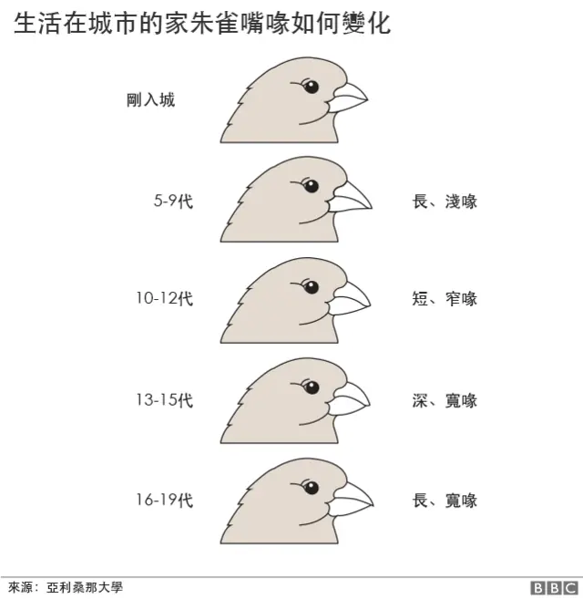 家朱雀嘴喙变化图