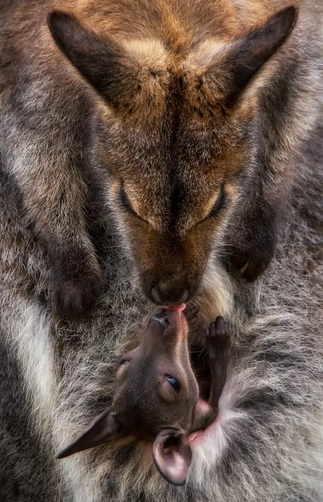 Un canguro con su bebé