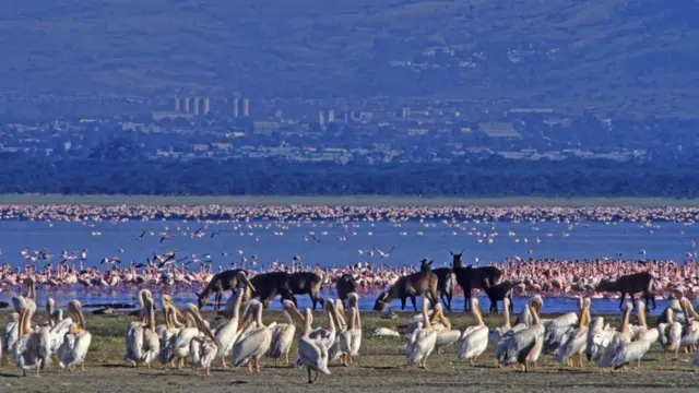 أنواع كثيرة من الطيور