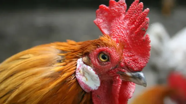 Очі курки дуже чутливі до мерехтливого світла