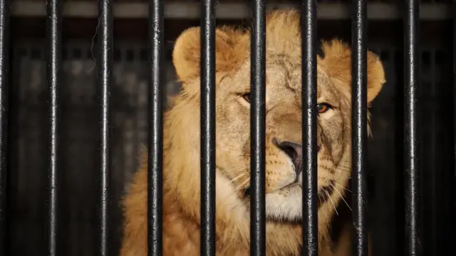 युक्रेन, सिंह