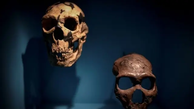 กะโหลกศีรษะของมนุษย์โบราณนีแอนเดอร์ทัล ซึ่งจัดแสดงไว้ที่พิพิธภัณฑ์แห่งหนึ่งในกรุงปารีส