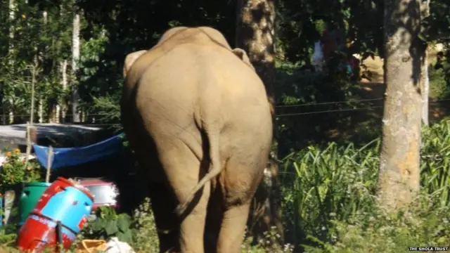 An elephant eating waste food