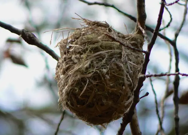 Un pájaro en un árbol.