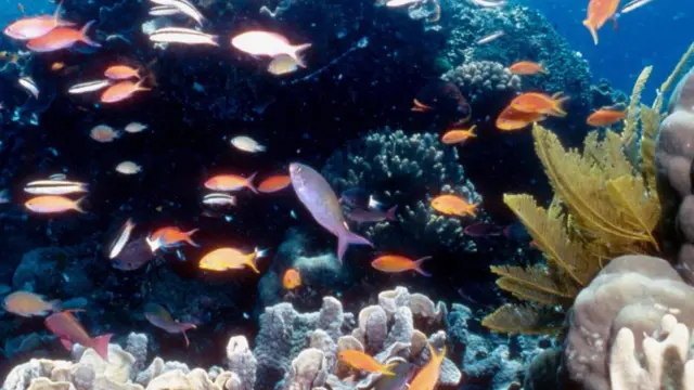 பவளப் பாறை