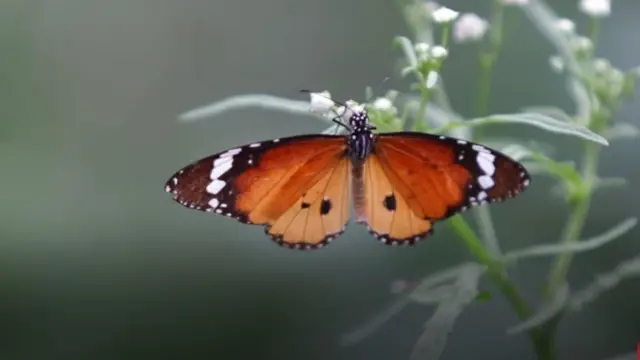 ਮੱਤੇਵਾੜਾ ਜੰਗਲ