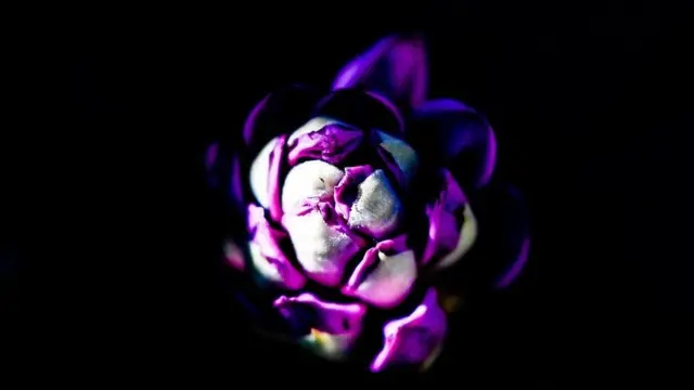 نبتة من الرودودندرون