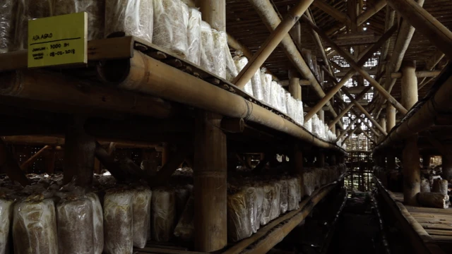 Ruangan lembap dan minim cahaya tempat menginkubasi baglog yang sudah diberikan bibit.