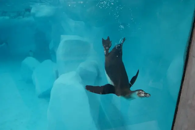 pingvini beograd pingvinarijum