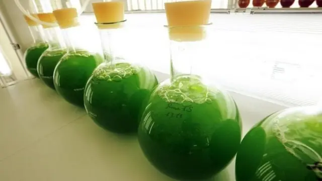 ਤਾੜ ਦਾ ਤੇਲ