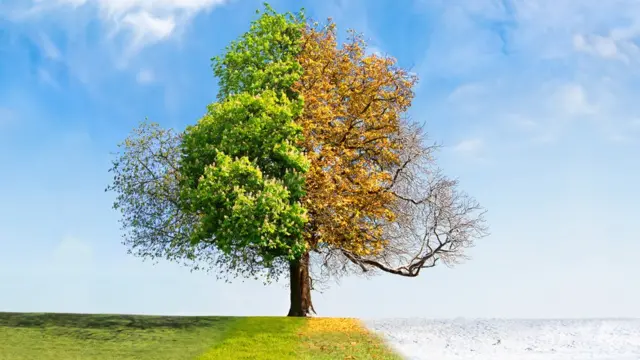 Árvore em diferentes estações do ano