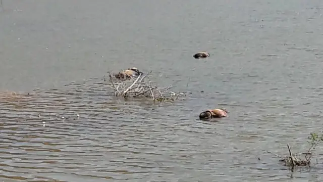 చెరువులో మృతదేహం