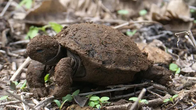Tortuga bebé que acaba de emerger del caparazón y está cubierta de tierra