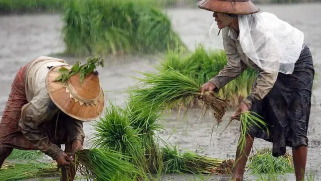 မစ္စလီ