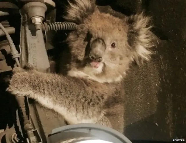 कार में फंसा कुआला