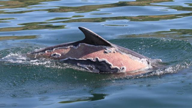 海豚斯伯特2016年搁浅在英国北部一个泥滩，被严重晒伤。