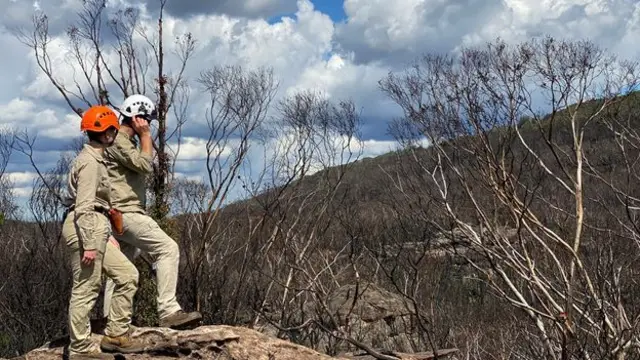 وصفت عملية إنقاذ أشجار ووليمي القديمة من اللهب بأنها "مهمة بيئية غير مسبوقة"