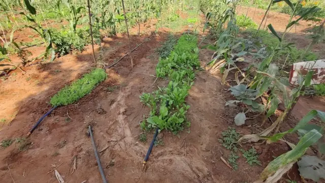 అర్బన్ ఎకో ఫార్మింగ్