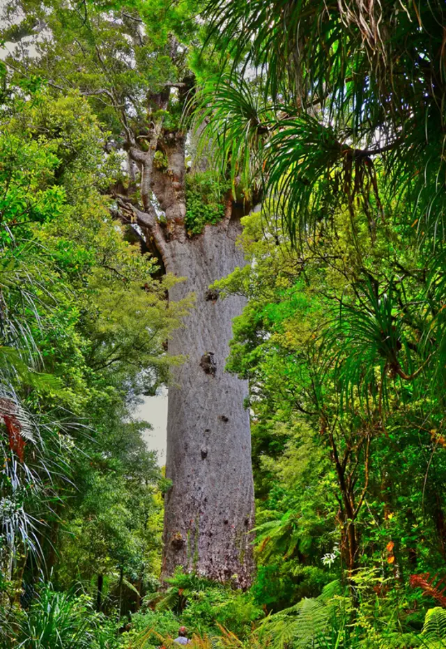 El famoso kauri conocido como Tane Mahuta