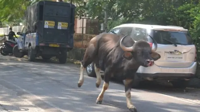 पुणे, रानगवा, प्राणी