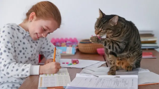 นักวิทยาศาสตร์ยังไม่เคยพบกรณีที่สุนัขหรือแมวนำเชื้อไวรัสโรคโควิด-19 มาติดต่อคนแม้แต่กรณีเดียว