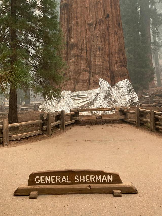 Фотография: Дерево генерала Шермана (General Sherman Tree)