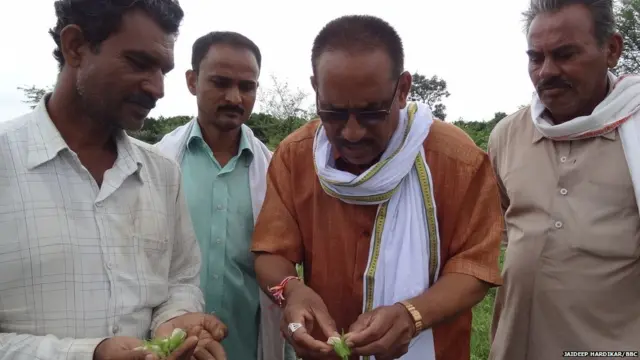 बोंडअळी