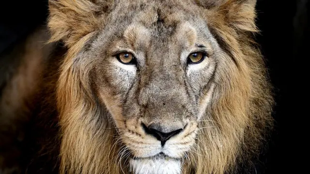 એશિાટિક સિંહ