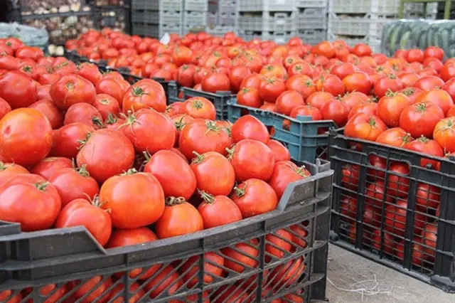 قیمت هر کیلو گوجه‌فرنگی اخیرا از ۲۰۰۰ تومان به ۸/۵ تا بیش از ۱۳ هزار تومان رسیده است؛ مسئول اتحادیه میوه و تره‌بار البته علت آن را "شروع فصل سرد و کاهش تولید این محصول" می‌داند.