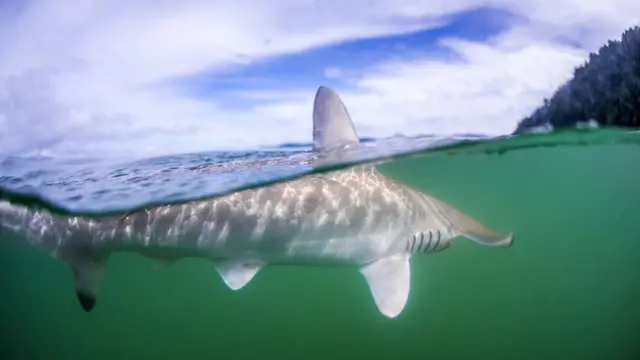 Tiburón en el mar en Costa Rica