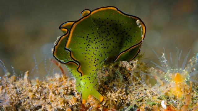 cómo interactúan las plantas y los animales