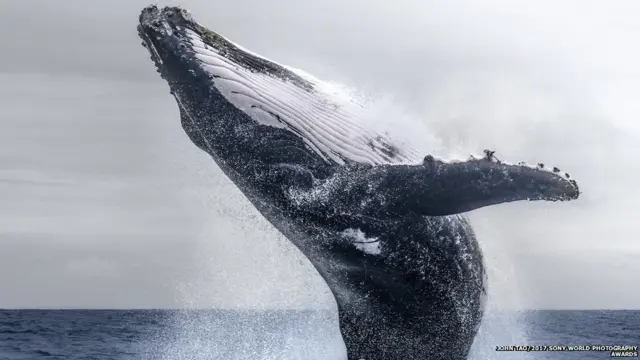 પાણીમાં કૂદકો મારતી માછલીનો ફોટો